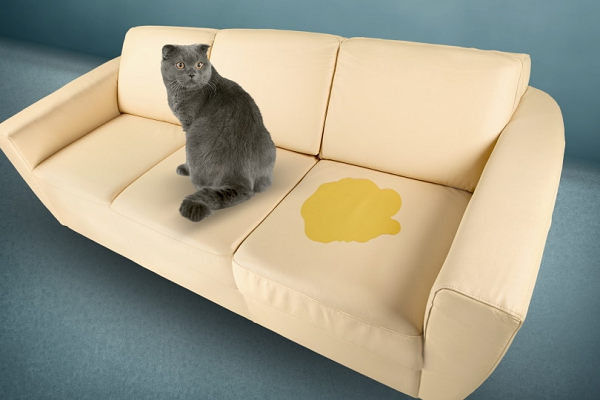 Hướng dẫn làm sạch đệm ghế sofa khỏi hầu hết các vết bẩn